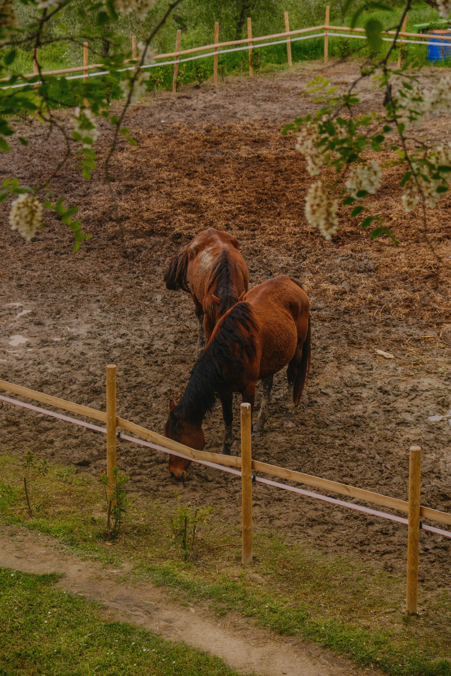 Loss of Use Breeding Insurance