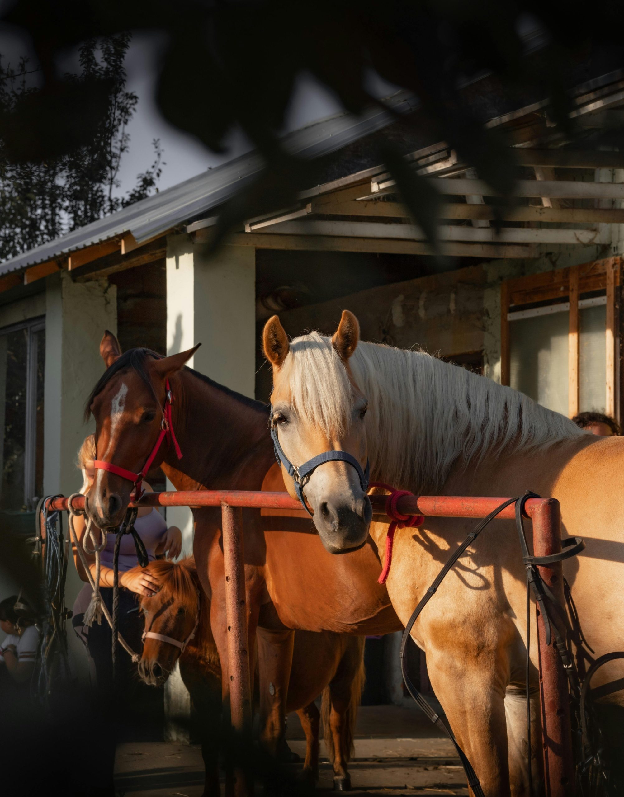 Why You Need Western Horse Breeding Insurance Coverage